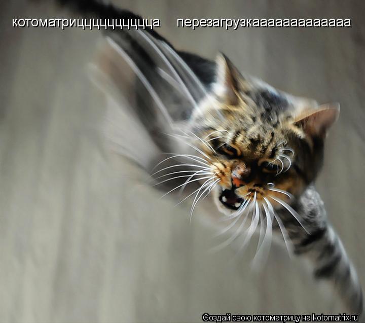 котоматрицццццццццца перезагрузкааааааааааааа... Котоматрица: котоматрицццццццццца перезагрузкааааааааааааа