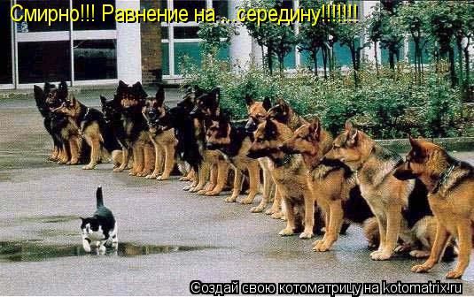 Смирно!!! Равнение на ...середину!!!!!!!... Котоматрица: Смирно!!! Равнение на ...середину!!!!!!!