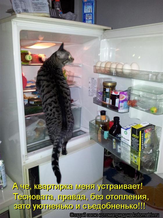 Тесновата, правда, без отопления, зато уютненько и съедобненько!!! А че, квартирка меня устраивает!... Котоматрица: Тесновата, правда, без отопления, зато уютненько и съедобненько!!! А че, квартирка меня устраивает!