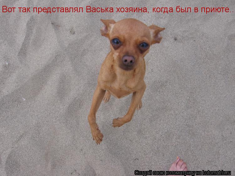 Вот так представлял Васька хозяина, когда был в приюте...... Котоматрица: Вот так представлял Васька хозяина, когда был в приюте...