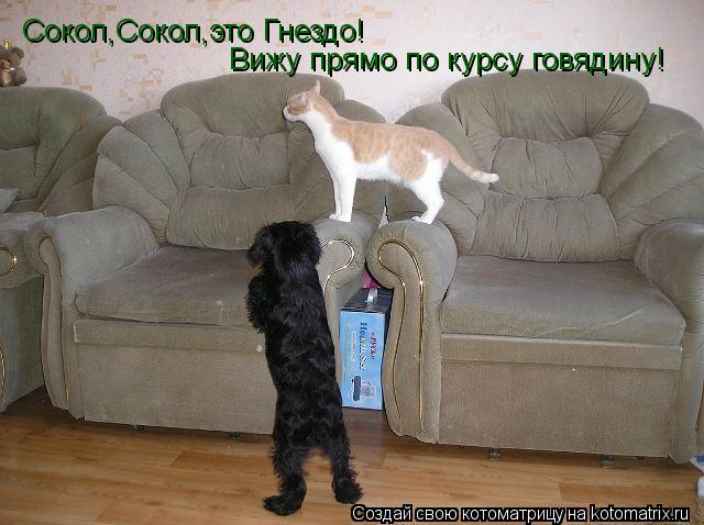 Сокол,Сокол,это Гнездо! Вижу прямо по курсу говядину!... Котоматрица: Сокол,Сокол,это Гнездо! Вижу прямо по курсу говядину!