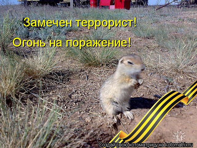 Замечен террорист! Огонь на поражение!... Котоматрица: Замечен террорист! Огонь на поражение!