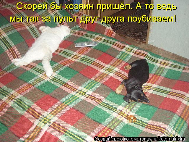 Скорей бы хозяин пришёл. А то ведь мы так за пульт друг друга поубиваем!... Котоматрица: Скорей бы хозяин пришёл. А то ведь мы так за пульт друг друга поубиваем!