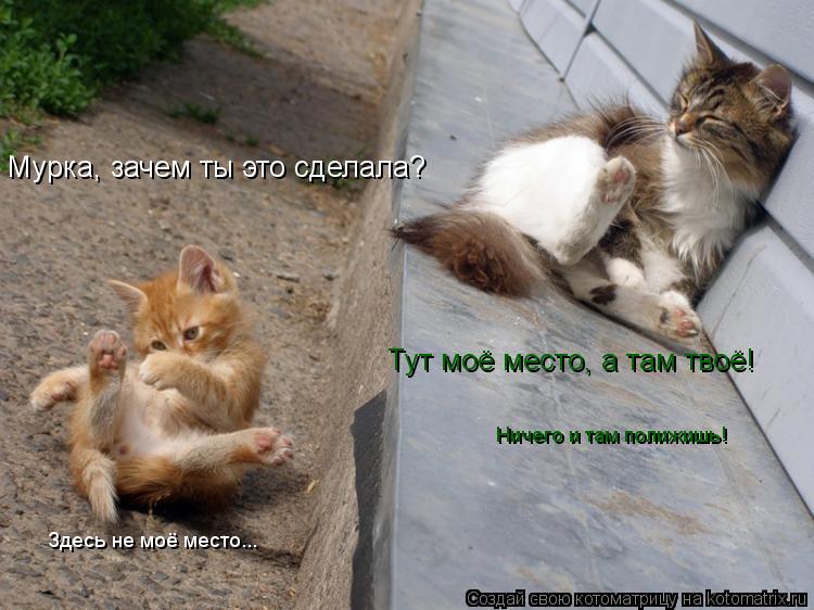 Мурка, зачем ты это сделала? Тут моё место, а там твоё! Здесь не моё место... Ничего и там полижишь!... Котоматрица: Мурка, зачем ты это сделала? Тут моё место, а там твоё! Здесь не моё место... Ничего и там полижишь!