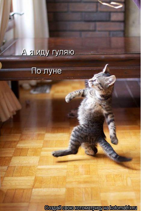 А я иду гуляю По луне... Котоматрица: А я иду гуляю По луне