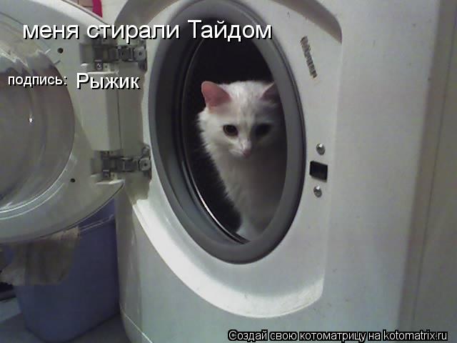 меня стирали Тайдом подпись: Рыжик... Котоматрица: меня стирали Тайдом подпись: Рыжик