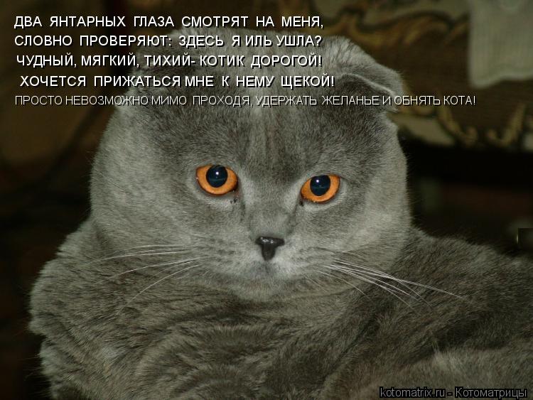 ДВА ЯНТАРНЫХ ГЛАЗА СМОТРЯТ НА МЕНЯ, СЛОВНО ПРОВЕРЯЮТ: ЗДЕСЬ Я ИЛЬ УШЛА? ЧУДНЫЙ, МЯГКИЙ, ТИХИЙ... Котоматрица: ДВА ЯНТАРНЫХ ГЛАЗА СМОТРЯТ НА МЕНЯ, СЛОВНО ПРОВЕРЯЮТ: ЗДЕСЬ Я ИЛЬ УШЛА? ЧУДНЫЙ, МЯГКИЙ, ТИХИЙ- КОТИК ДОРОГОЙ! ХОЧЕТСЯ ПРИЖАТЬСЯ МНЕ К Н