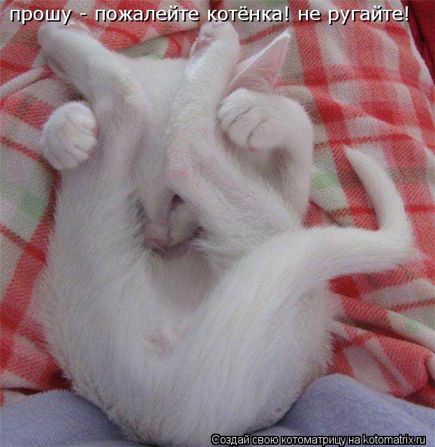 прошу - пожалейте котёнка! не ругайте!... Котоматрица: прошу - пожалейте котёнка! не ругайте!