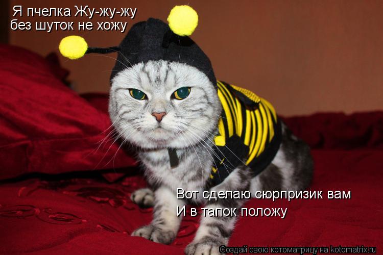 Я пчелка Жу-жу-жу без шуток не хожу Вот сделаю сюрпризик вам И в тапок положу... Котоматрица: Я пчелка Жу-жу-жу без шуток не хожу Вот сделаю сюрпризик вам И в тапок положу