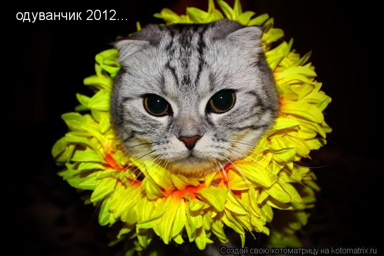 одуванчик 2012...... Котоматрица: одуванчик 2012...
