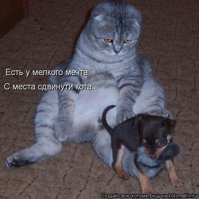 Есть у мелкого мечта: С места сдвинути кота.... Котоматрица: Есть у мелкого мечта: С места сдвинути кота.