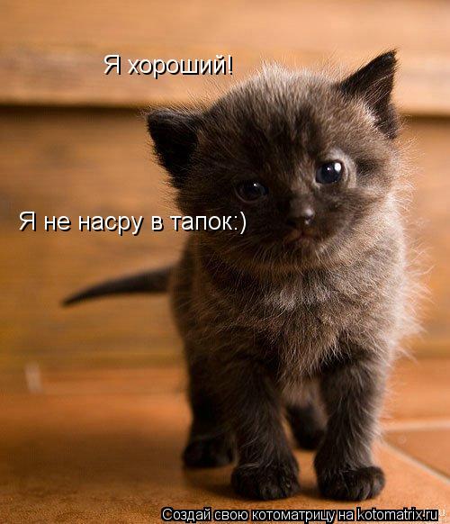 Я хороший! Я не насру в тапок:)... Котоматрица: Я хороший! Я не насру в тапок:)