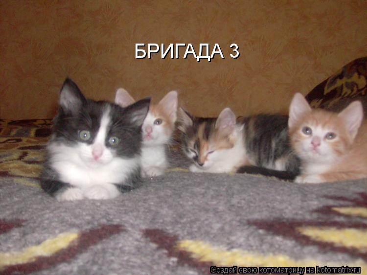 БРИГАДА 3... Котоматрица: БРИГАДА 3