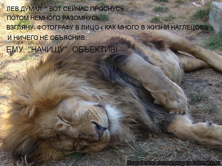 ЛЕВ ДУМАЛ: " ВОТ СЕЙЧАС ПРОСНУСЬ, ПОТОМ НЕМНОГО РАЗОМНУСЬ, ВЗГЛЯНУ ФОТОГРАФУ В ЛИЦО ( КАК МНОГО В ЖИ... Котоматрица: ЛЕВ ДУМАЛ: " ВОТ СЕЙЧАС ПРОСНУСЬ, ПОТОМ НЕМНОГО РАЗОМНУСЬ, ВЗГЛЯНУ ФОТОГРАФУ В ЛИЦО ( КАК МНОГО В ЖИЗНИ НАГЛЕЦОВ!) И НИЧЕГО НЕ ОБЪЯСНИВ, ЕМУ "Н