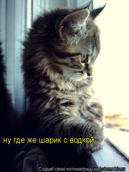 ну где же шарик с водкой..... Котоматрица: ну где же шарик с водкой..