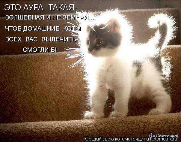 ЭТО АУРА ТАКАЯ- ВОЛШЕБНАЯ И НЕ ЗЕМНАЯ... ЧТОБ ДОМАШНИЕ КОТЫ ВСЕХ ВАС ВЫЛЕЧИТЬ СМОГЛИ Б!... Котоматрица: ЭТО АУРА ТАКАЯ- ВОЛШЕБНАЯ И НЕ ЗЕМНАЯ... ЧТОБ ДОМАШНИЕ КОТЫ ВСЕХ ВАС ВЫЛЕЧИТЬ СМОГЛИ Б!