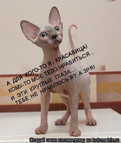 А ДЛЯ КОГО-ТО Я - КРАСАВИЦА! А ДЛЯ КОГО-ТО Я - КРАСАВИЦА! КОМУ-ТО МОЕ ТЕЛО НРАВИТЬСЯ... И ЭТИ К... Котоматрица: А ДЛЯ КОГО-ТО Я - КРАСАВИЦА! А ДЛЯ КОГО-ТО Я - КРАСАВИЦА! КОМУ-ТО МОЕ ТЕЛО НРАВИТЬСЯ... И ЭТИ КРУГЛЫЕ ГЛАЗА... ТЕБЕ НЕ НРАВЛЮСЬ Я? А ЗРЯ!