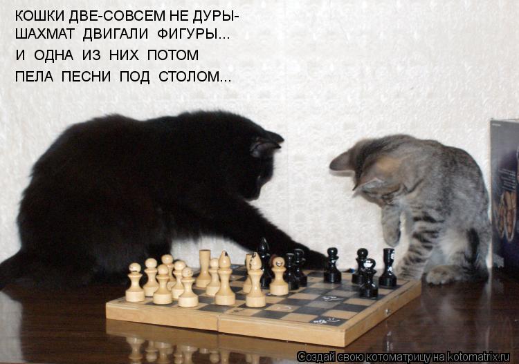 КОШКИ ДВЕ-СОВСЕМ НЕ ДУРЫ- ШАХМАТ ДВИГАЛИ ФИГУРЫ... И ОДНА ИЗ НИХ ПОТОМ ПЕЛА ПЕСНИ ПОД СТОЛОМ... Котоматрица: КОШКИ ДВЕ-СОВСЕМ НЕ ДУРЫ- ШАХМАТ ДВИГАЛИ ФИГУРЫ... И ОДНА ИЗ НИХ ПОТОМ ПЕЛА ПЕСНИ ПОД СТОЛОМ...