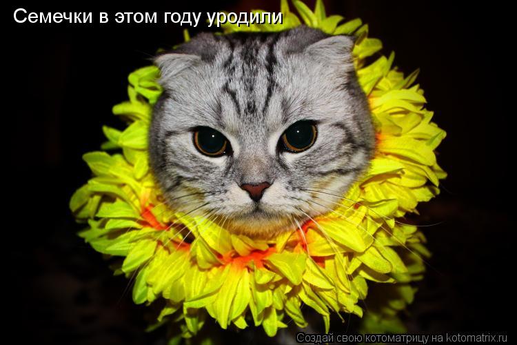 Семечки в этом году уродили... Котоматрица: Семечки в этом году уродили