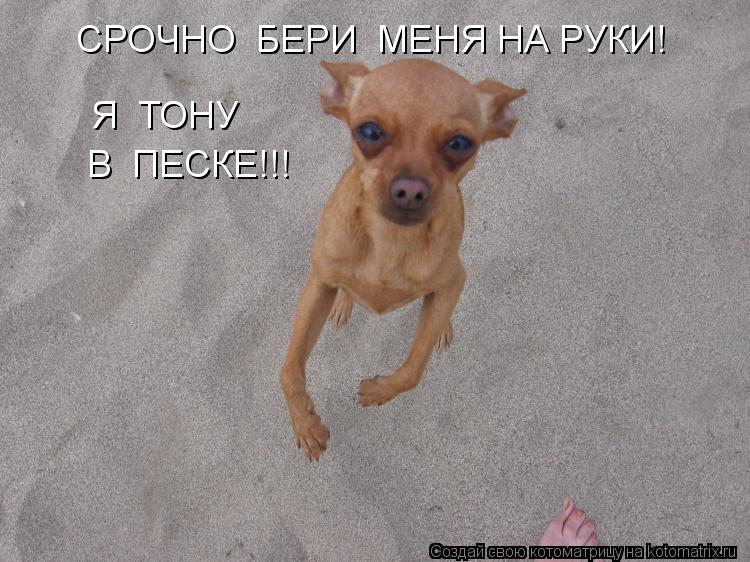 СРОЧНО БЕРИ МЕНЯ НА РУКИ! Я ТОНУ В ПЕСКЕ!!!... Котоматрица: СРОЧНО БЕРИ МЕНЯ НА РУКИ! Я ТОНУ В ПЕСКЕ!!!