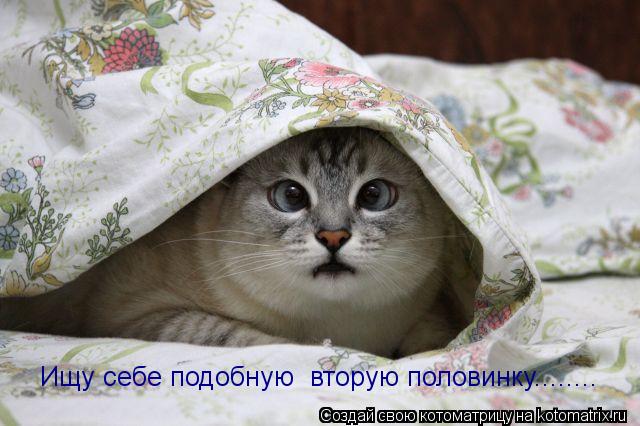 Ищу себеподобнную Ищу себе подобную вторую половинку........... Котоматрица: Ищу себеподобнную Ищу себе подобную вторую половинку........