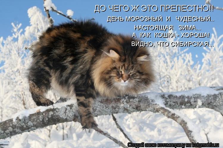 ДО ЧЕГО Ж ЭТО ПРЕЛЕСТНО!! ДЕНЬ МОРОЗНЫЙ И ЧУДЕСНЫЙ.. А КАК КОШКА - ХОРОША! НАСТОЯЩАЯ ЗИМА... ... Котоматрица: ДО ЧЕГО Ж ЭТО ПРЕЛЕСТНО!! ДЕНЬ МОРОЗНЫЙ И ЧУДЕСНЫЙ.. А КАК КОШКА - ХОРОША! НАСТОЯЩАЯ ЗИМА... ВИДНО, ЧТО СИБИРСКАЯ...