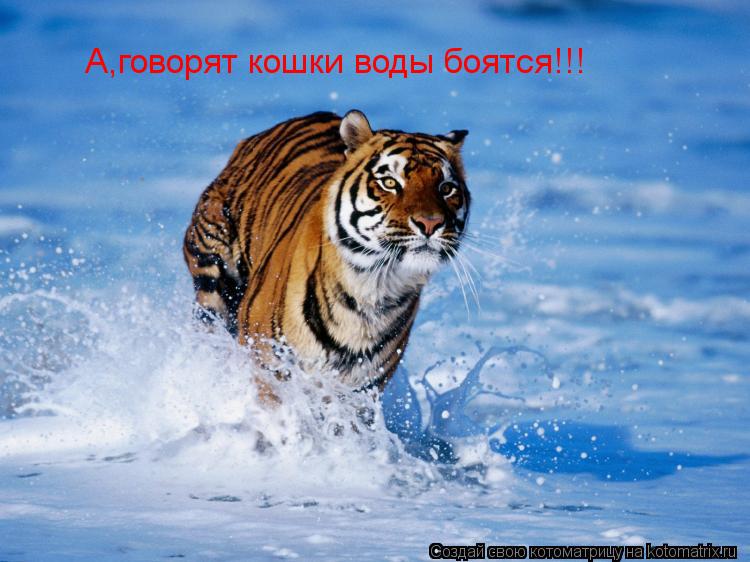 А,говорят кошки воды боятся!!!... Котоматрица: А,говорят кошки воды боятся!!!