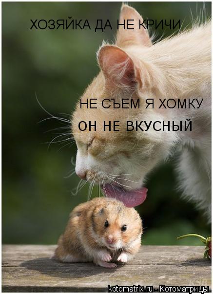 ХОЗЯЙКА ДА НЕ КРИЧИ НЕ СЪЕМ Я ХОМКУ ОН НЕ ВКУСНЫЙ... Котоматрица: ХОЗЯЙКА ДА НЕ КРИЧИ НЕ СЪЕМ Я ХОМКУ ОН НЕ ВКУСНЫЙ