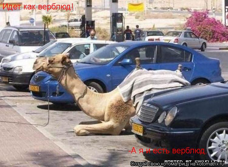 Идет как верблюд! -А я и есть верблюд.... Котоматрица: Идет как верблюд! -А я и есть верблюд.