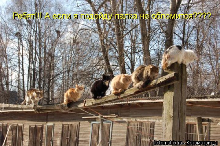 Ребят!!! А если я подойду палка не обломится???? Ребят!!! А если я подойду палка не обломится????... Котоматрица: Ребят!!! А если я подойду палка не обломится???? Ребят!!! А если я подойду палка не обломится????