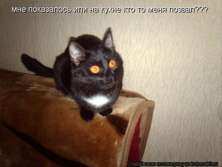 мне показалось или на кухне кто то меня позвал???... Котоматрица: мне показалось или на кухне кто то меня позвал???