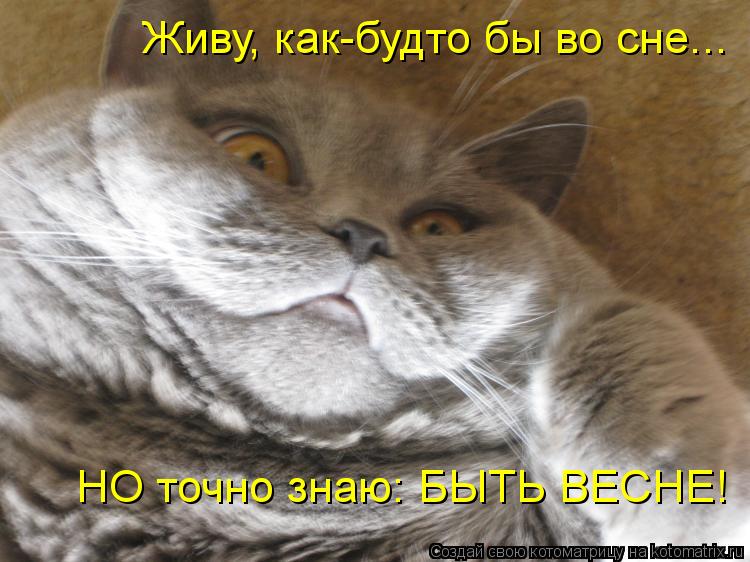 НО точно знаю: БЫТЬ ВЕСНЕ! Живу, как-будто бы во сне...... Котоматрица: НО точно знаю: БЫТЬ ВЕСНЕ! Живу, как-будто бы во сне...