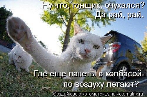 Ну что, гонщик, очухался? Да рай, рай. Где еще пакеты с колбасой по воздуху летают?... Котоматрица: Ну что, гонщик, очухался? Да рай, рай. Где еще пакеты с колбасой по воздуху летают?
