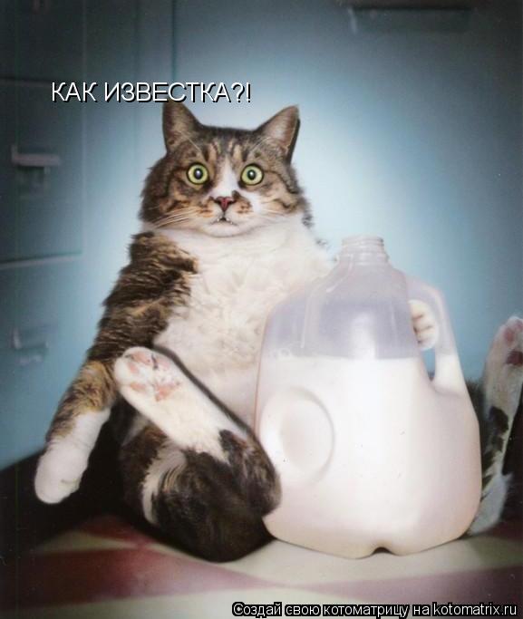 КАК ИЗВЕСТКА?!... Котоматрица: КАК ИЗВЕСТКА?!