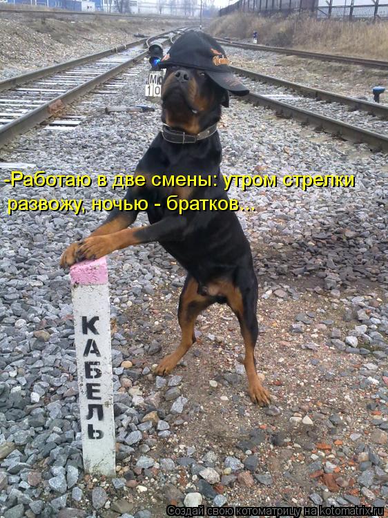 -Работаю в две смены: утром стрелки развожу, ночью - братков...... Котоматрица: -Работаю в две смены: утром стрелки развожу, ночью - братков...