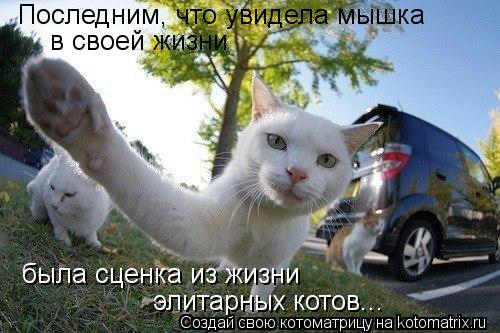 Последним, что увидела мышка в своей жизни была сценка из жизни элитарных котов...... Котоматрица: Последним, что увидела мышка в своей жизни была сценка из жизни элитарных котов...