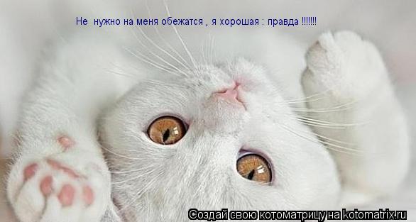 Не нужно на меня обежатся , я хорошая : правда !!!!!!!... Котоматрица: Не нужно на меня обежатся , я хорошая : правда !!!!!!!
