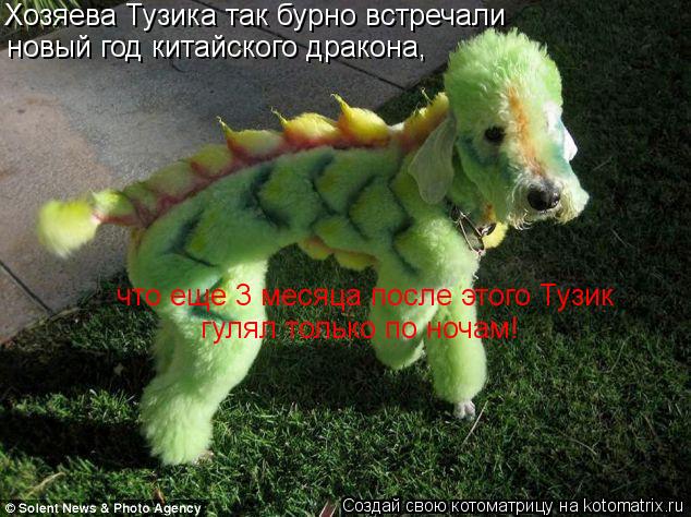 Хозяева Тузика так бурно встречали новый год китайского дракона, что еще 3 месяца после этого Тузик ... Котоматрица: Хозяева Тузика так бурно встречали новый год китайского дракона, что еще 3 месяца после этого Тузик гулял только по ночам!