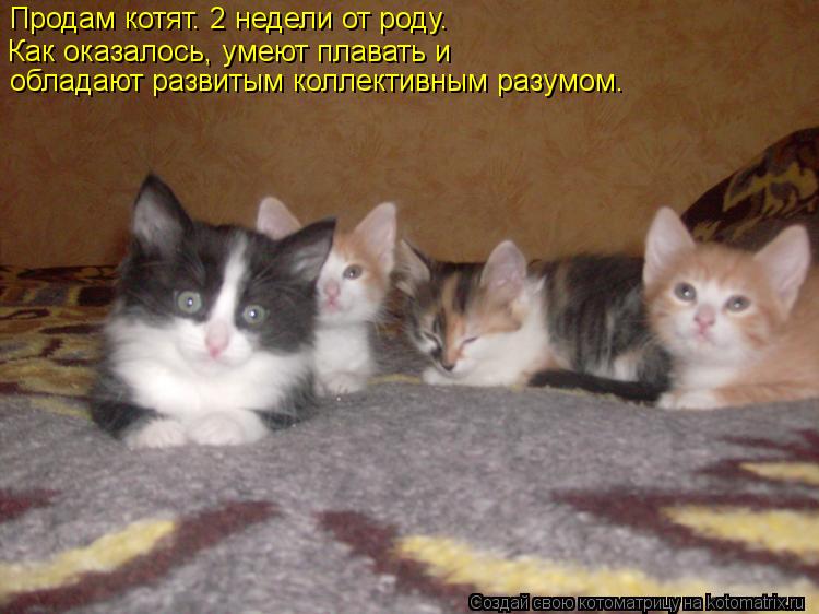 Продам котят. 2 недели от роду. Как оказалось, умеют плавать и обладают развитым коллективным разум... Котоматрица: Продам котят. 2 недели от роду. Как оказалось, умеют плавать и обладают развитым коллективным разумом.