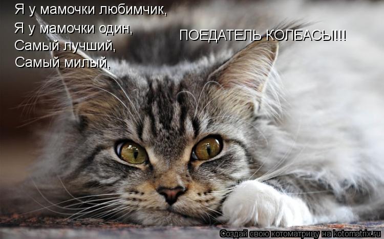 Я у мамочки любимчик, Я у мамочки один, Самый лучший, Самый милый, ПОЕДАТЕЛЬ КОЛБАСЫ!!!... Котоматрица: Я у мамочки любимчик, Я у мамочки один, Самый лучший, Самый милый, ПОЕДАТЕЛЬ КОЛБАСЫ!!!