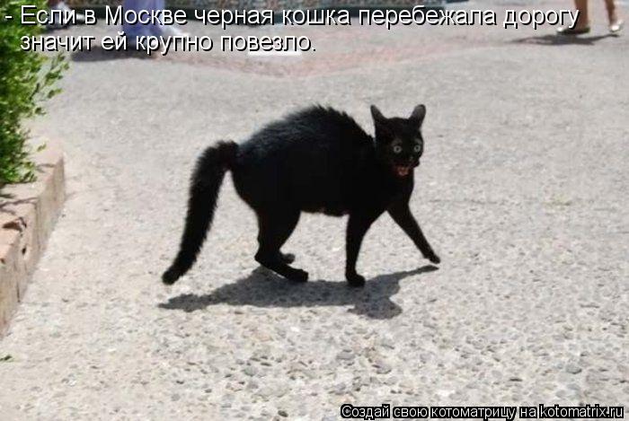 - Если в Москве черная кошка перебежала дорогу значит ей крупно повезло.... Котоматрица: - Если в Москве черная кошка перебежала дорогу значит ей крупно повезло.