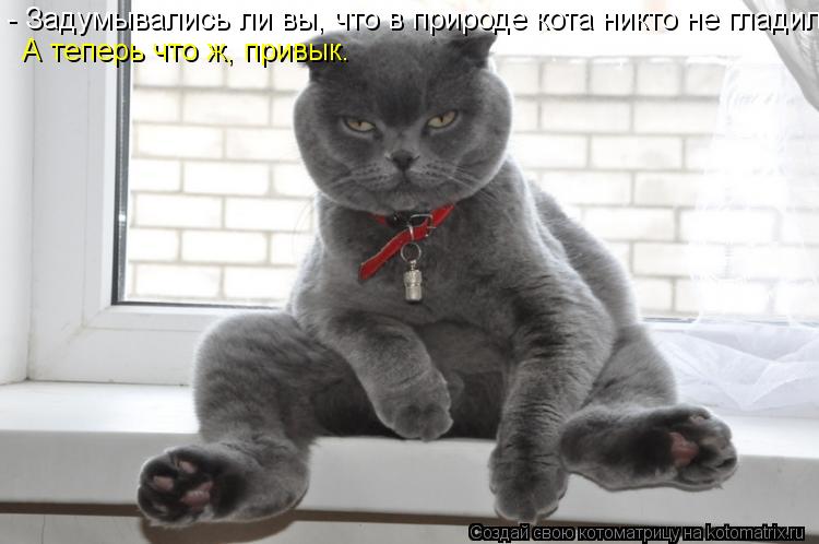 - Задумывались ли вы, что в природе кота никто не гладил? А теперь что ж, привык.... Котоматрица: - Задумывались ли вы, что в природе кота никто не гладил? А теперь что ж, привык.
