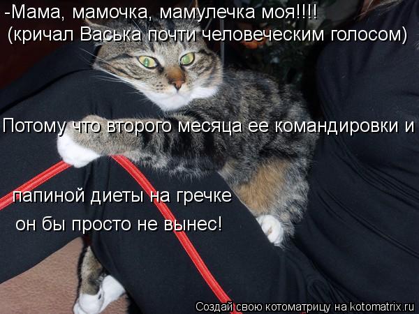 Потому что второго месяца ее командировки и папиной диеты на гречке он бы просто не вынес! (кричал В... Котоматрица: Потому что второго месяца ее командировки и папиной диеты на гречке он бы просто не вынес! (кричал Васька почти человеческим голосом) -Мама,