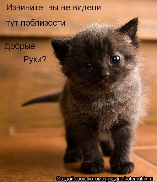 Извините, вы не видели тут поблизости Добрые Руки?..... Котоматрица: Извините, вы не видели тут поблизости Добрые Руки?..