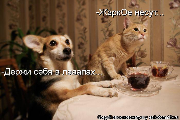 -ЖаркОе несут... -Держи себя в лааапах...... Котоматрица: -ЖаркОе несут... -Держи себя в лааапах...