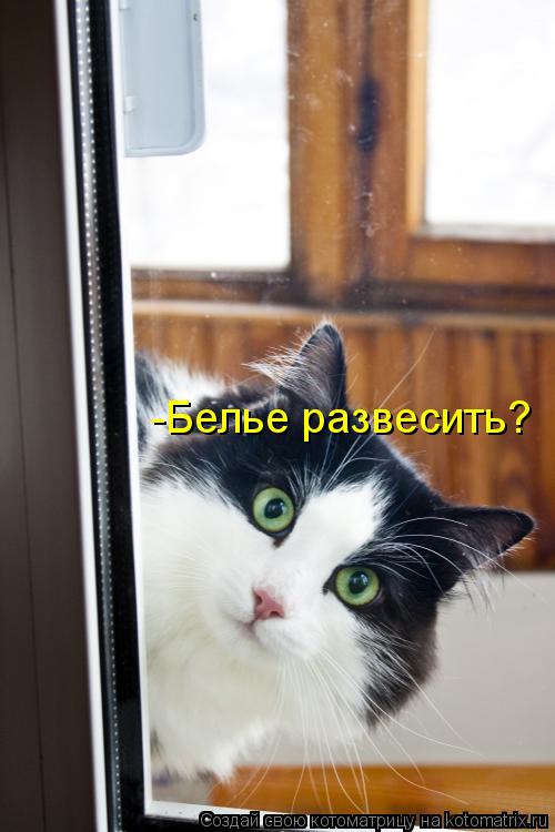 Котоматрица: -Белье развесить?