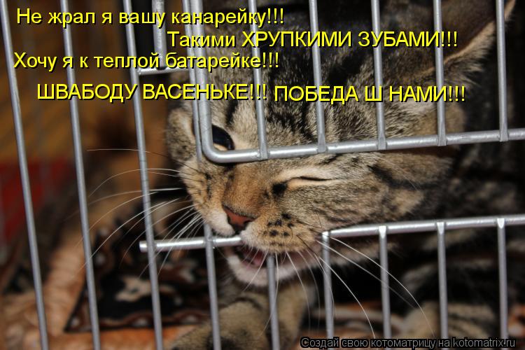 Котоматрица: Не жрал я вашу канарейку!!! Такими ХРУПКИМИ ЗУБАМИ!!! Хочу я к теплой батарейке!!! ШВАБОДУ ВАСЕНЬКЕ!!! ПОБЕДА Ш НАМИ!!!