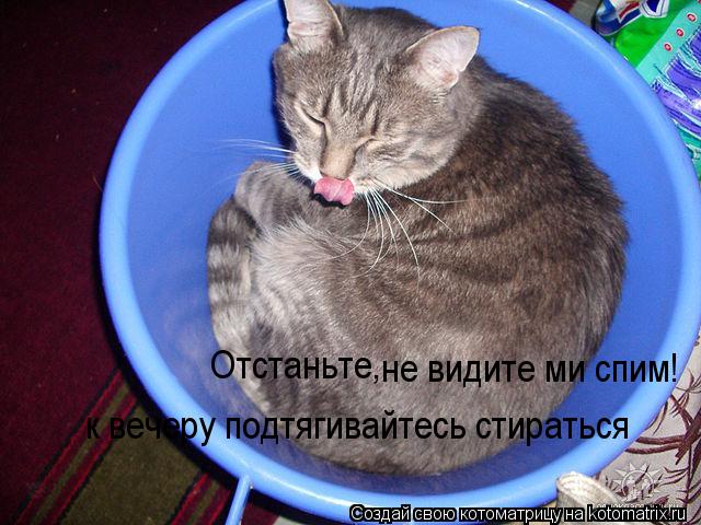 Отстаньте, не видите ми спим! к вечеру подтягивайтесь стираться... Котоматрица: Отстаньте, не видите ми спим! к вечеру подтягивайтесь стираться