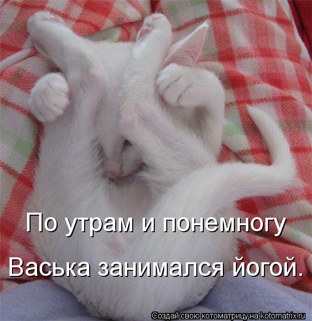По утрам и понемногу Васька занимался йогой.... Котоматрица: По утрам и понемногу Васька занимался йогой.