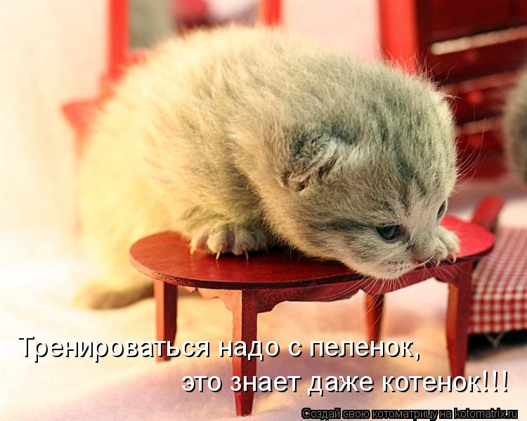 Тренироваться надо с пеленок, это знает даже котенок!!!... Котоматрица: Тренироваться надо с пеленок, это знает даже котенок!!!